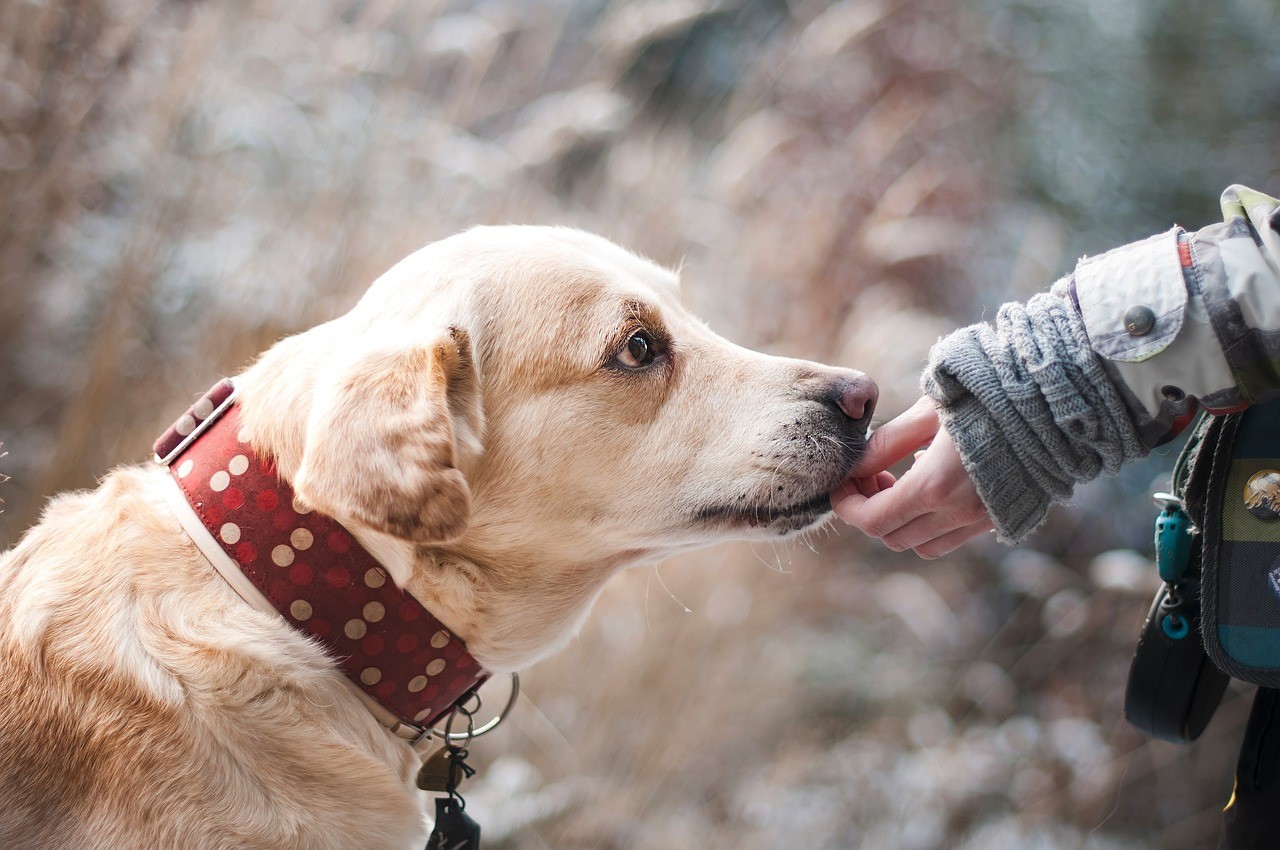 Blood Donor Dog Honored with Hero Award Nomination