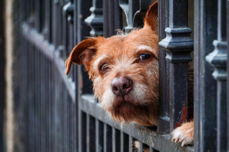 Husband Sells Family’s Beloved Dog of Six Years Without Consent