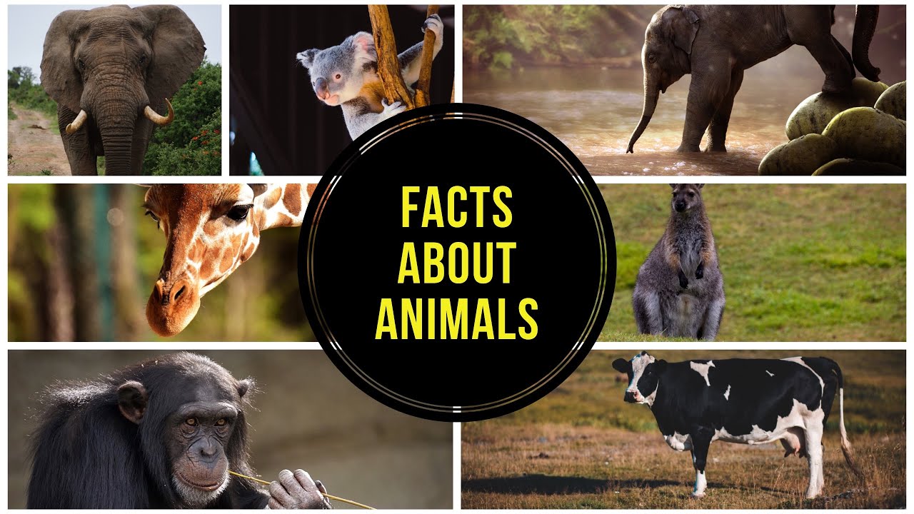 Most Amazing Facts about Animals that will surprise you