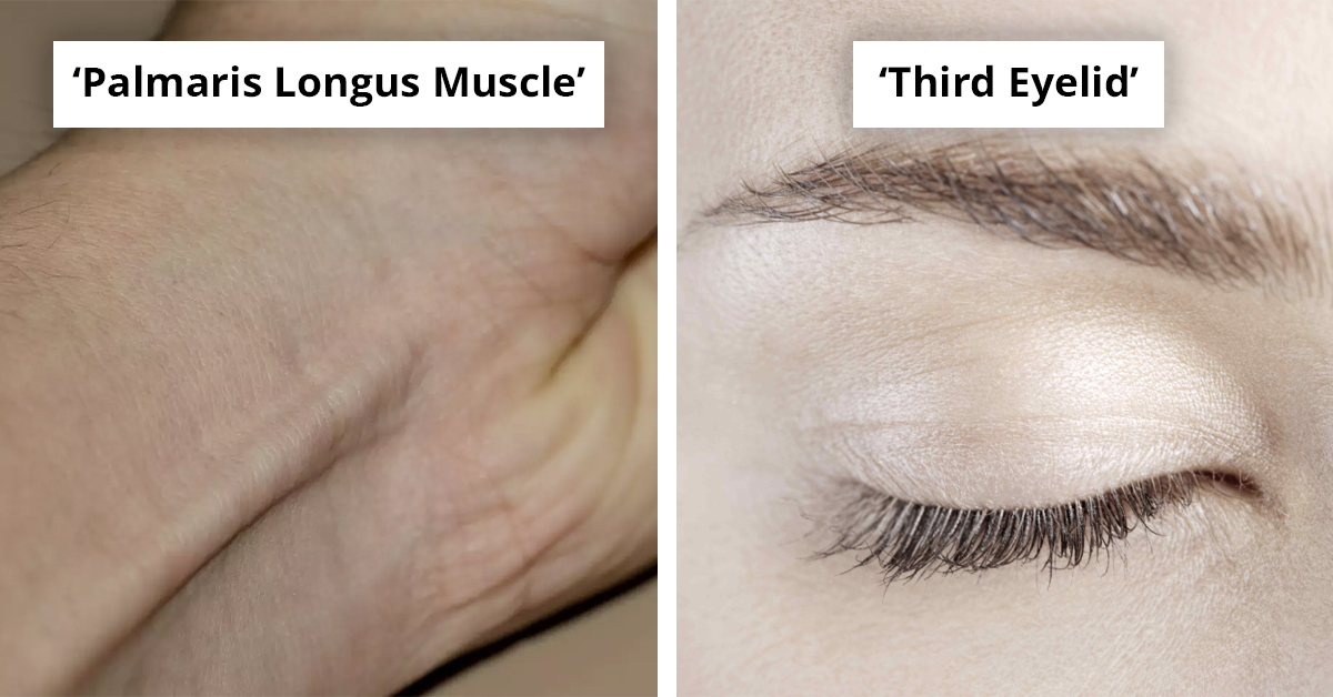 Seven Body Parts We All Have, Despite Being Considered Useless