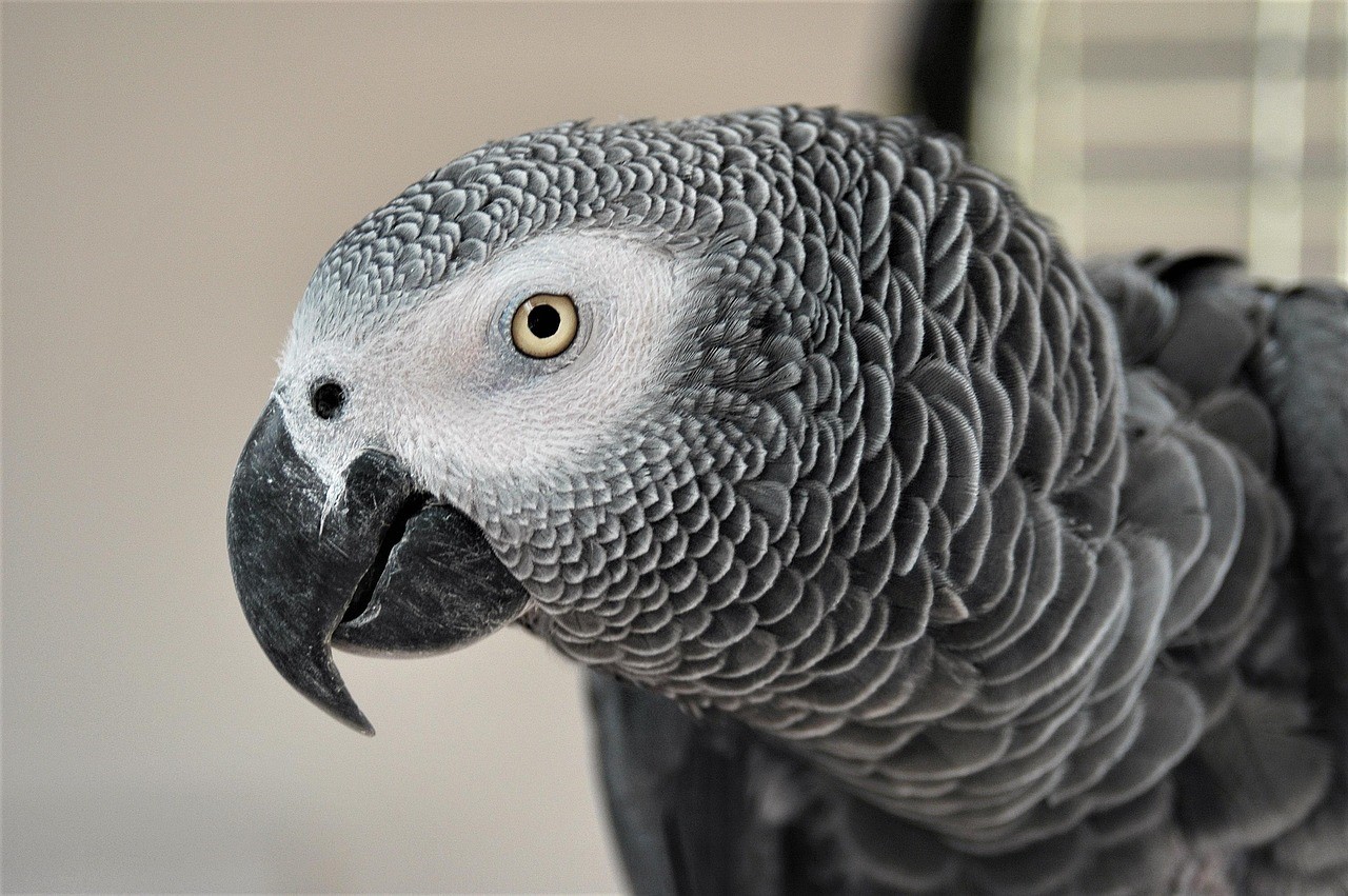 The Time My Parrot Repeated My Breakup Conversation